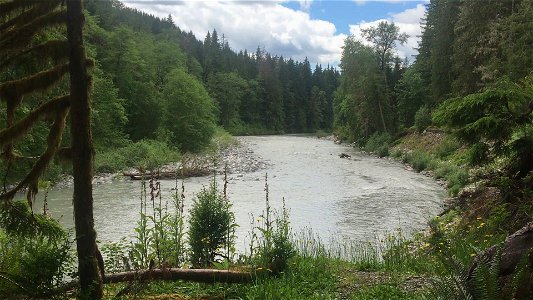 South Fork of the Stillaguamish River across from Verlot Public Service Center, Mt. Baker-Snoqualmie National Forest. Video taken by Holly Snarr June 17, 2020