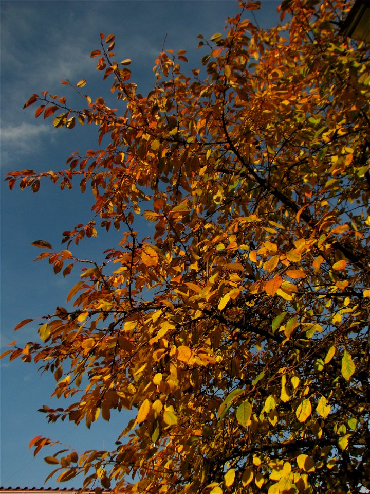 toamna2009_1120_112810
