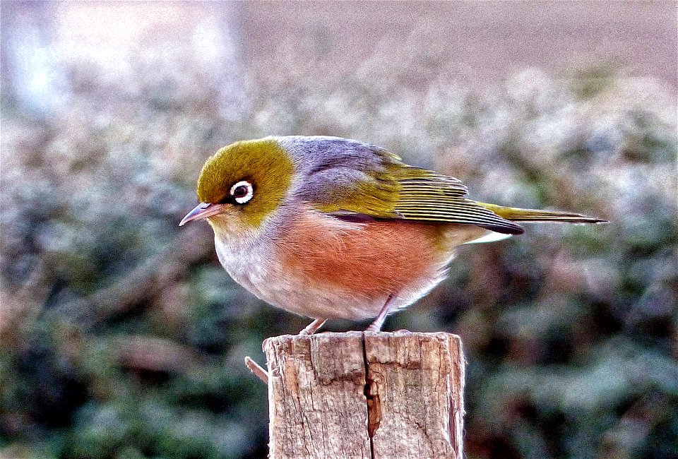 Wax eye. (Zosterops lateralis)
