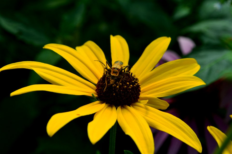 Pennsylvania Leatherwing Beetle