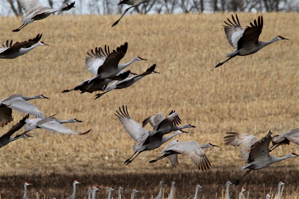 Sandhill Cranes Huron Wetland Management District South Dakota