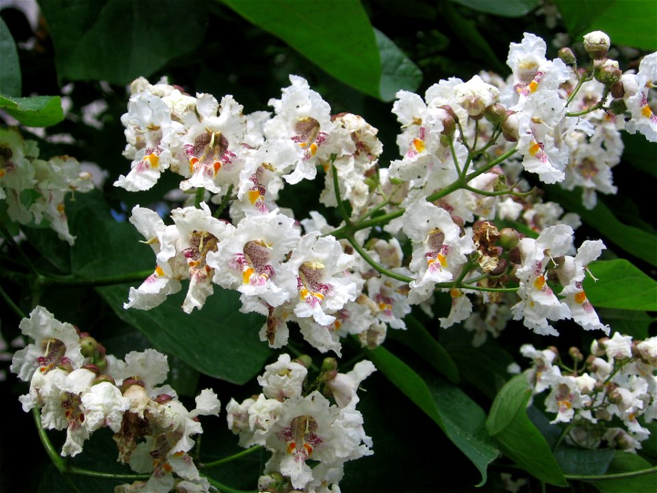 pom-flori-albe2005_0619_094810_50996776168_o