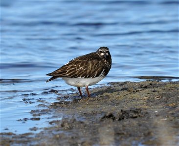 Black turnstone