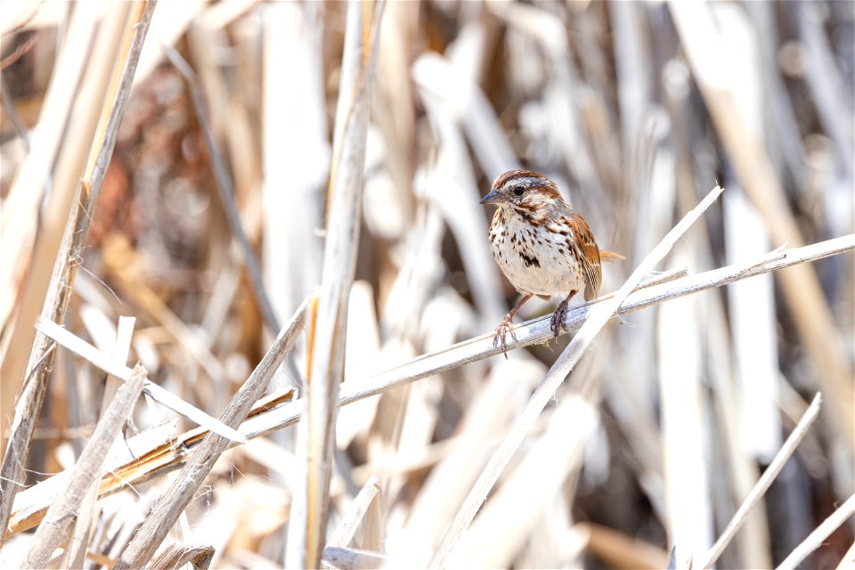 Song sparrow (Melospiza melodia) perched on a reed