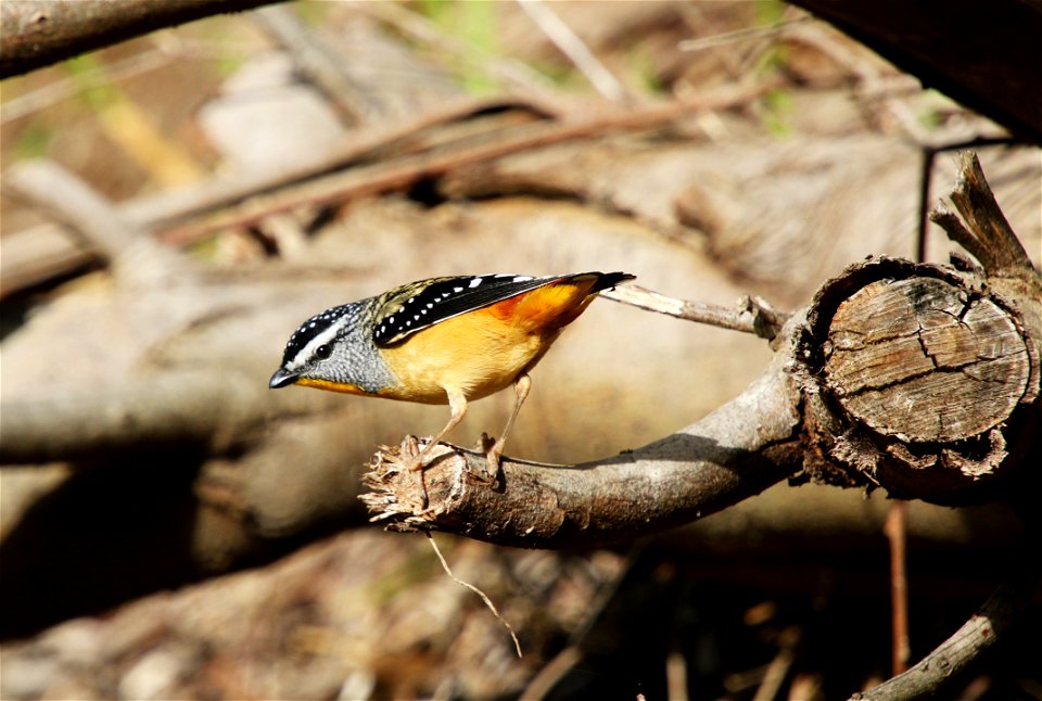 Spotted pardalote (pardalotus punctatus)