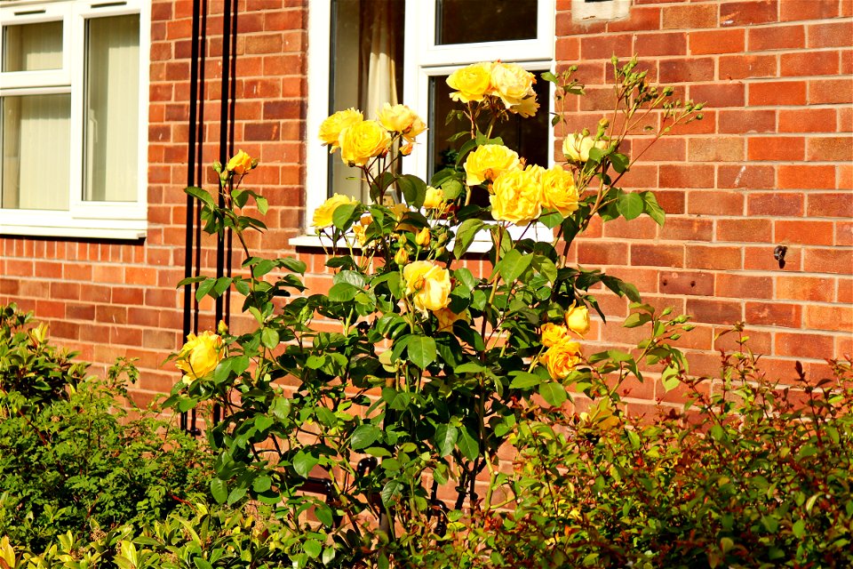 Wheelock Communal Garden Rose.