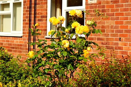 Wheelock Communal Garden Rose. photo
