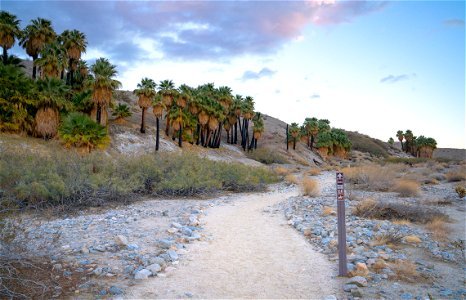 Coachella Valley Preserve photo