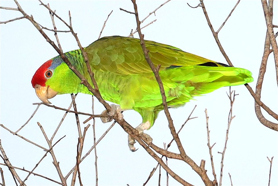 565 - RED-CROWNED PARROT (12-06-2021) oliveira park, brownsville, cameron co, tx -09