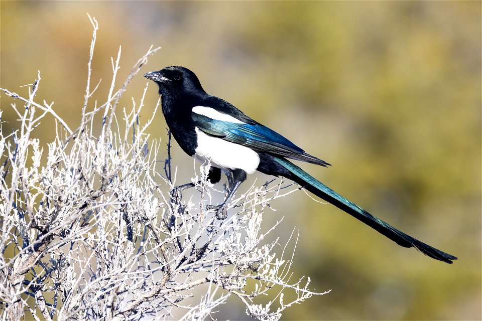 Magpie perched on a sage bush