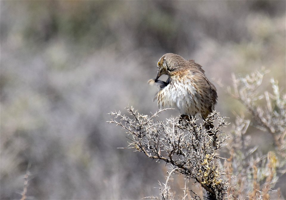 Sage thrasher at Seedskadee National Wildlife Refuge