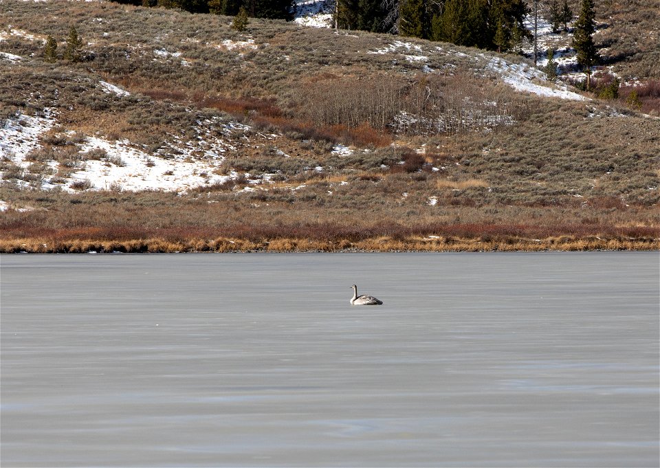 Cygnet on Swan Lake
