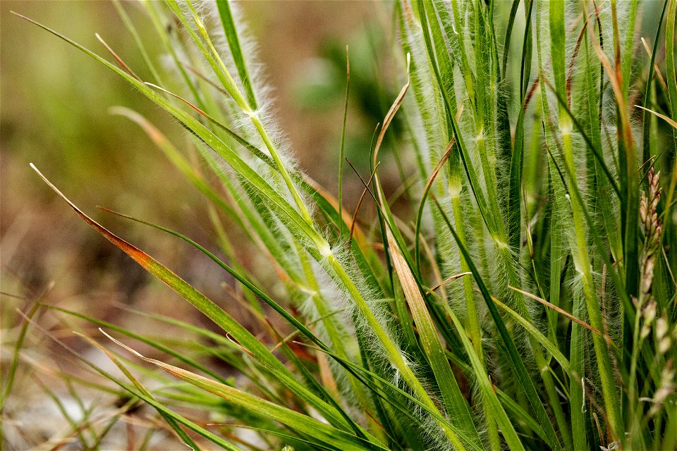 Danthonia unispicata