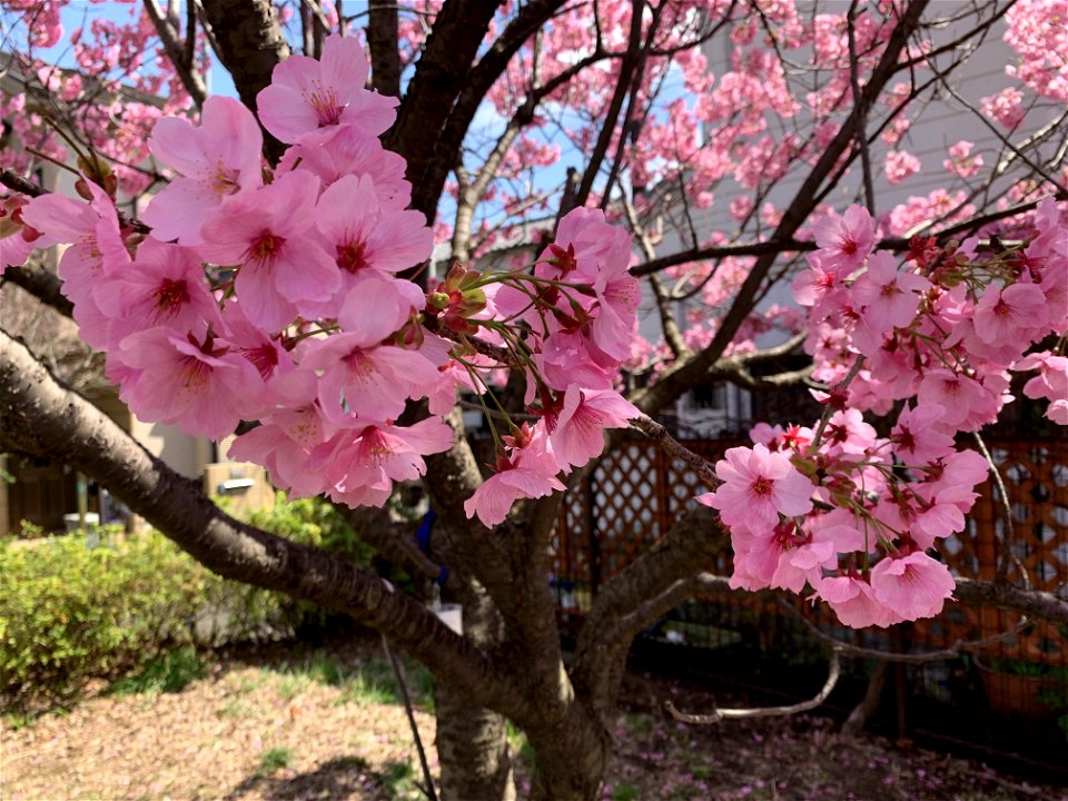Sakura Tree