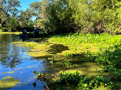 Cosumnes River Preserve Invasive Species Removal