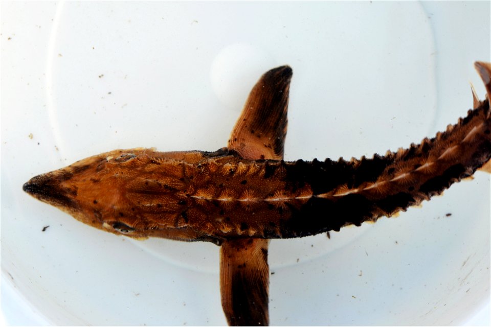 Juvenile Lake Sturgeon