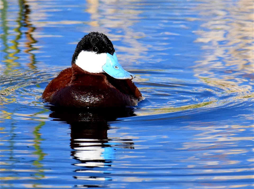 Ruddy duck at Seedskadee National Wildlife Refuge
