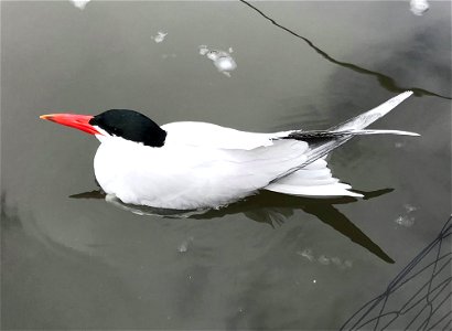 Arctic Tern at D.C. Booth Historic National Fish Hatchery photo