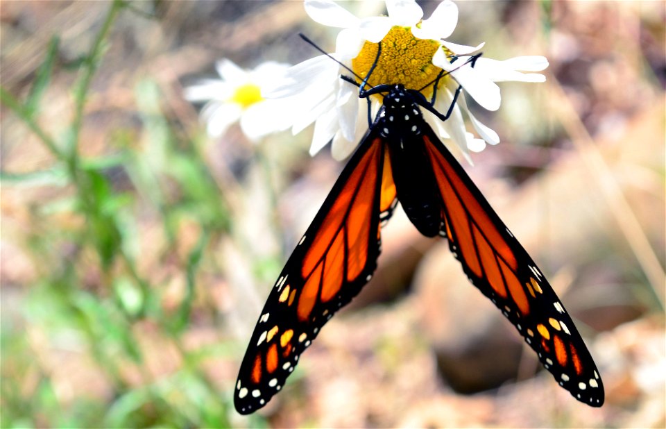 Monarch butterfly drying out it's wings after emerging from chrysalis in Wisconsin photo