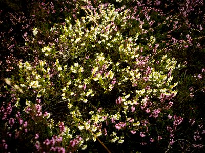 White Heather
