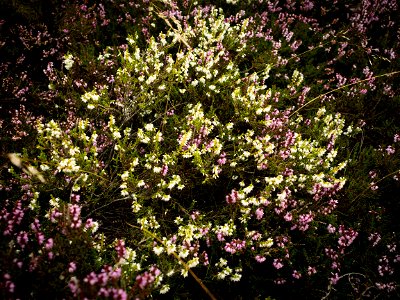 White Heather photo