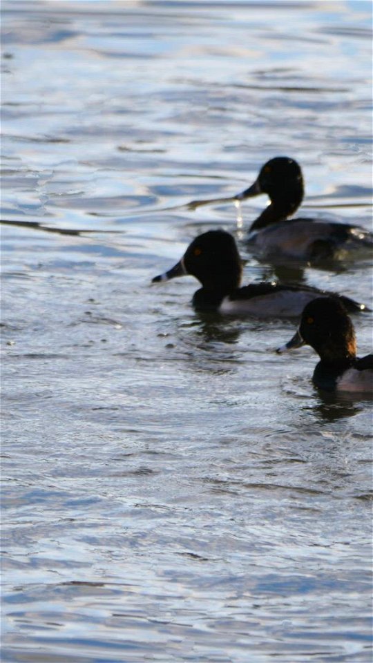 Ring Necked Ducks feed on the National Elk Refuge