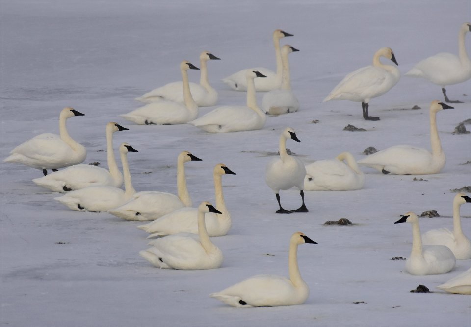 Trumpeter swan at Seedskadee National Wildlife Refuge