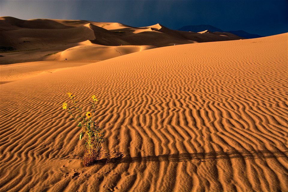 Sand Ripples and Lone Sunflower