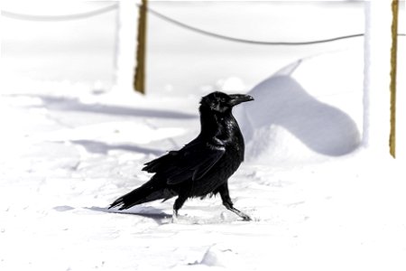 Raven (Corvus corax) playing in the snow at Barker Dam Trail