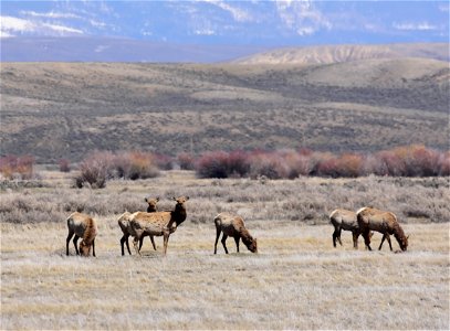 Elk on Arapaho National Wildlife Refuge Colorado