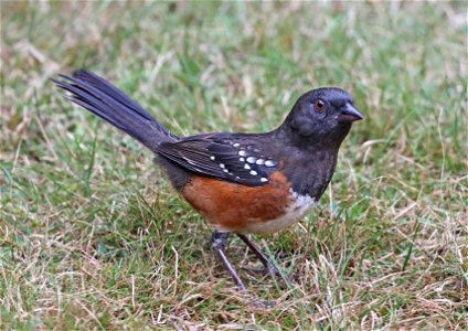 860 - SPOTTED TOWHEE (10-16-2022) crescent city, del norte co, ca -01