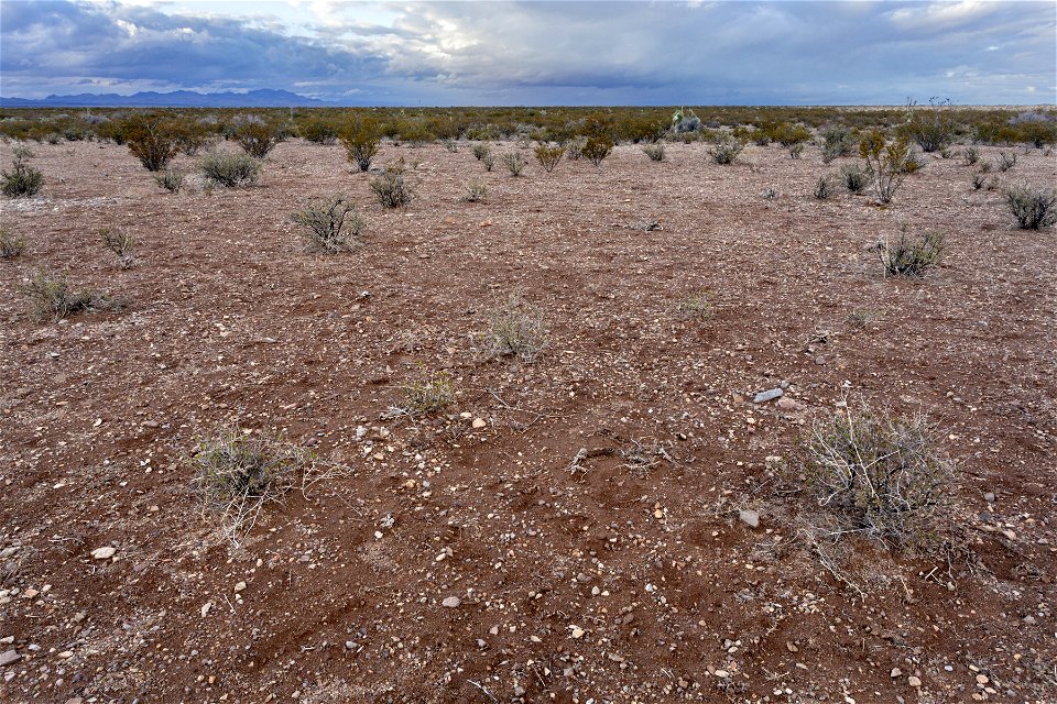 West bajada of the Pyramid Mountains