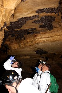 2011 Indiana bat survey photo