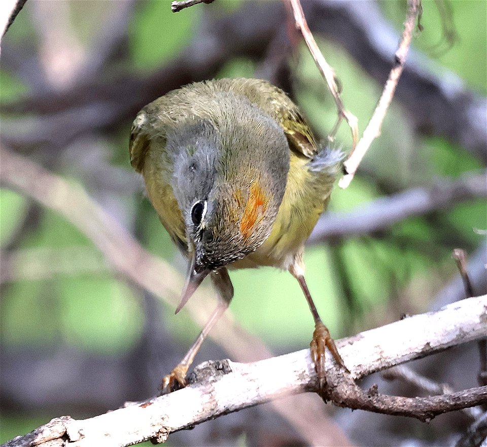 808 - ORANGE-CROWNED WARBLER (1-29-2023) national butterfly center, hidalgo, tx -02
