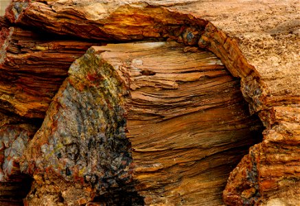 Closeup petrified wood texture, NPS-Stuart Holmes