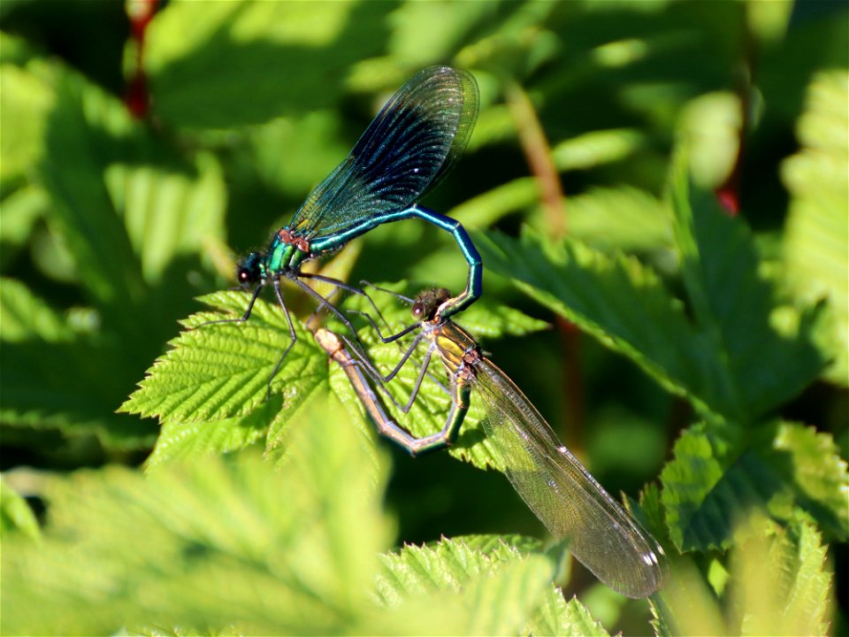 Banded Demoiselles Bonded photo