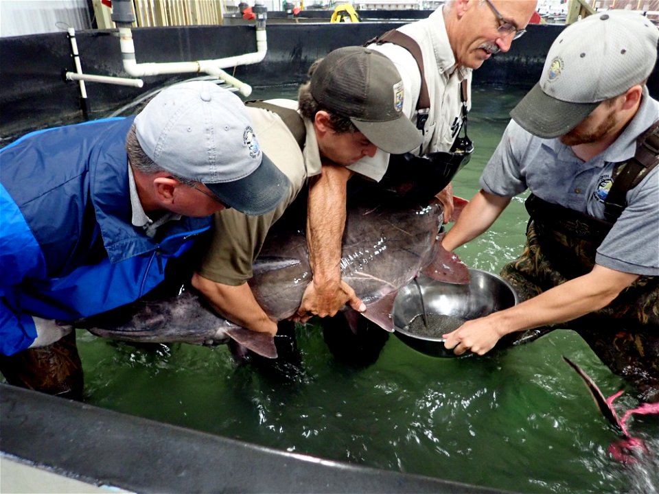 Paddlefish Spawning at Garrison Dam National Fish Hatchery photo