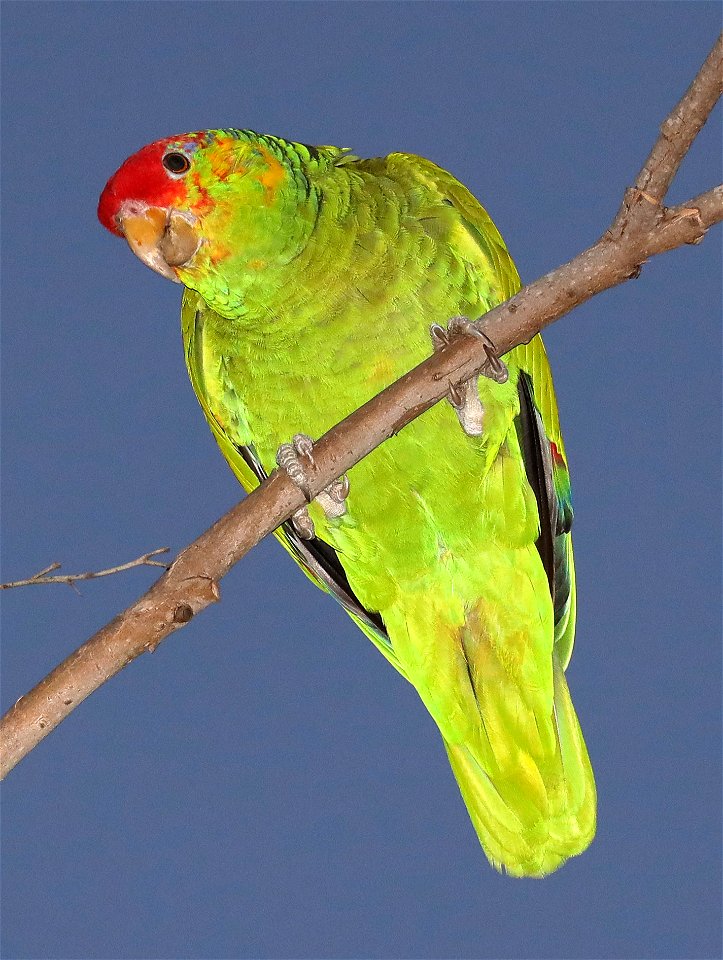 565 - RED-CROWNED PARROT hybrid  (12-06-2021) oliveira park, brownsville, cameron co, tx -50