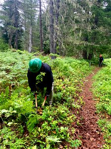 20210605-FS-GPNF-Washinton Trails Association volunteers clear trails at Wind River Arboretum photo by Stasia Honnold.