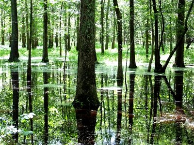 Flooded Forest photo