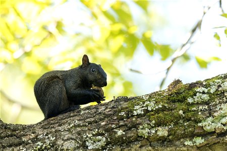 Black Gray Squirrel In Tree