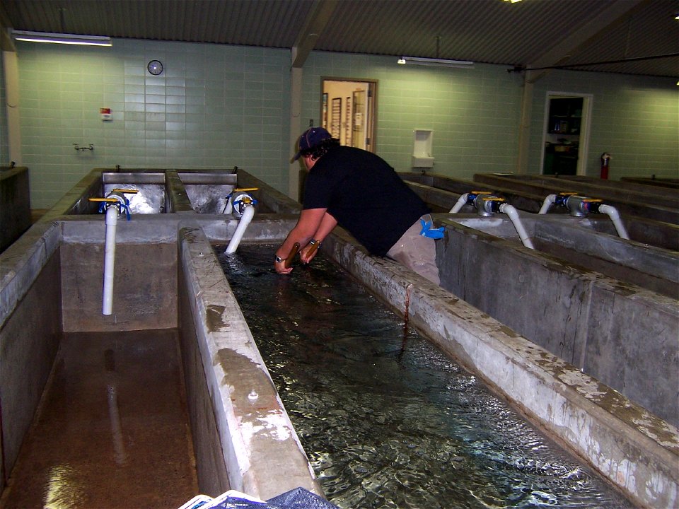 Netting Fish at Jones Hole photo