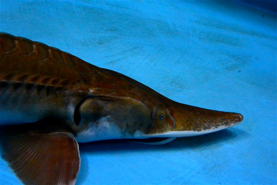 Adult Pallid Sturgeon photo