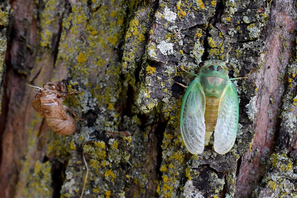 Cicada at Big Muddy National Fish and Wildlife Refuge
