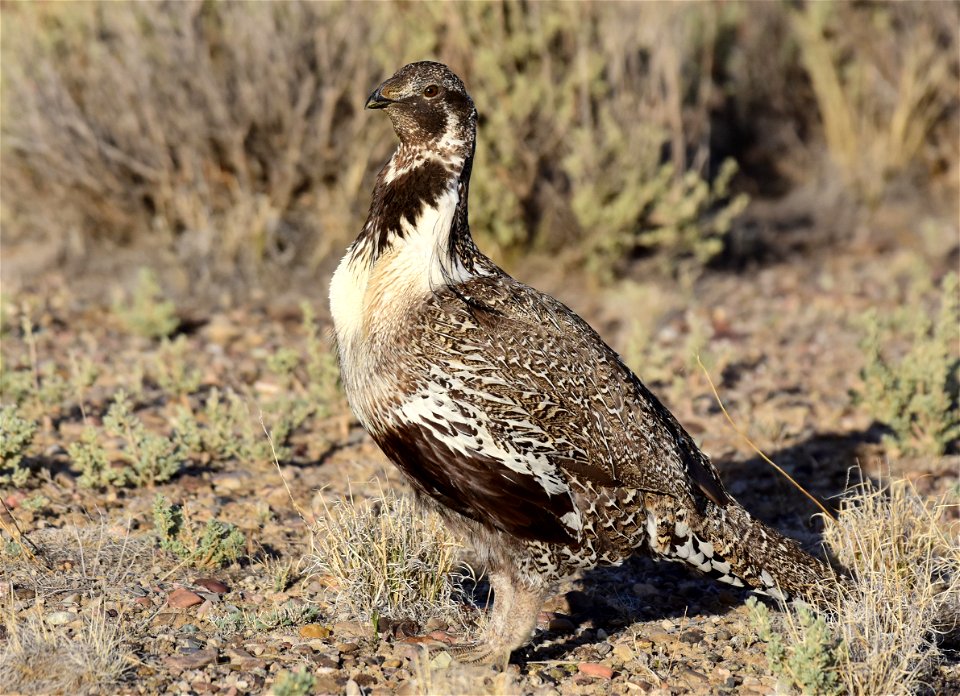 Greater sage-grouse at Seedskadee National Wildlife Refuge