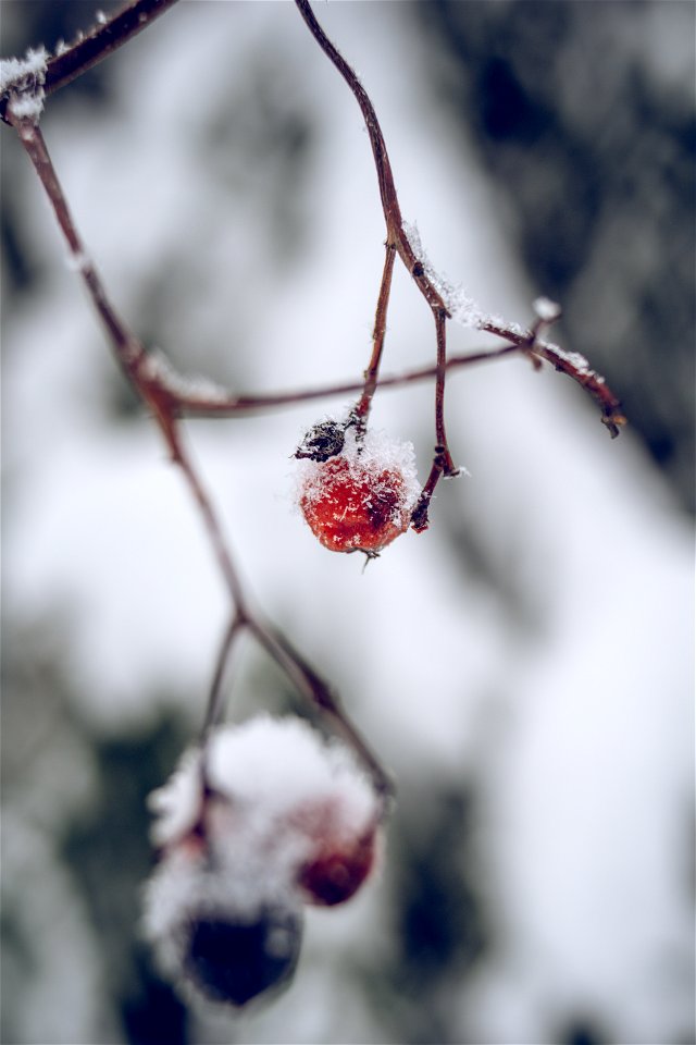 Winter berry photo