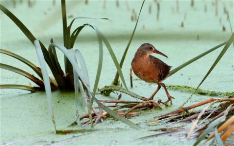 Virginia Rail Huron Wetland Management District South Dakotas photo