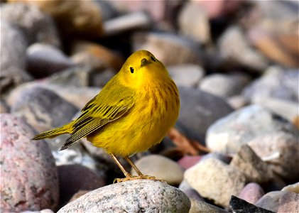 Yellow warbler on Seedskadee National Wildlife Refuge