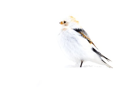 Snow bunting in the snow