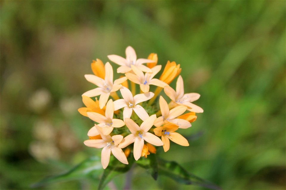 collomia-grandiflorajpg_49385088138_o photo